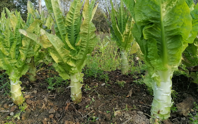萵筍的高效種植技術(shù)要點(diǎn)詳解